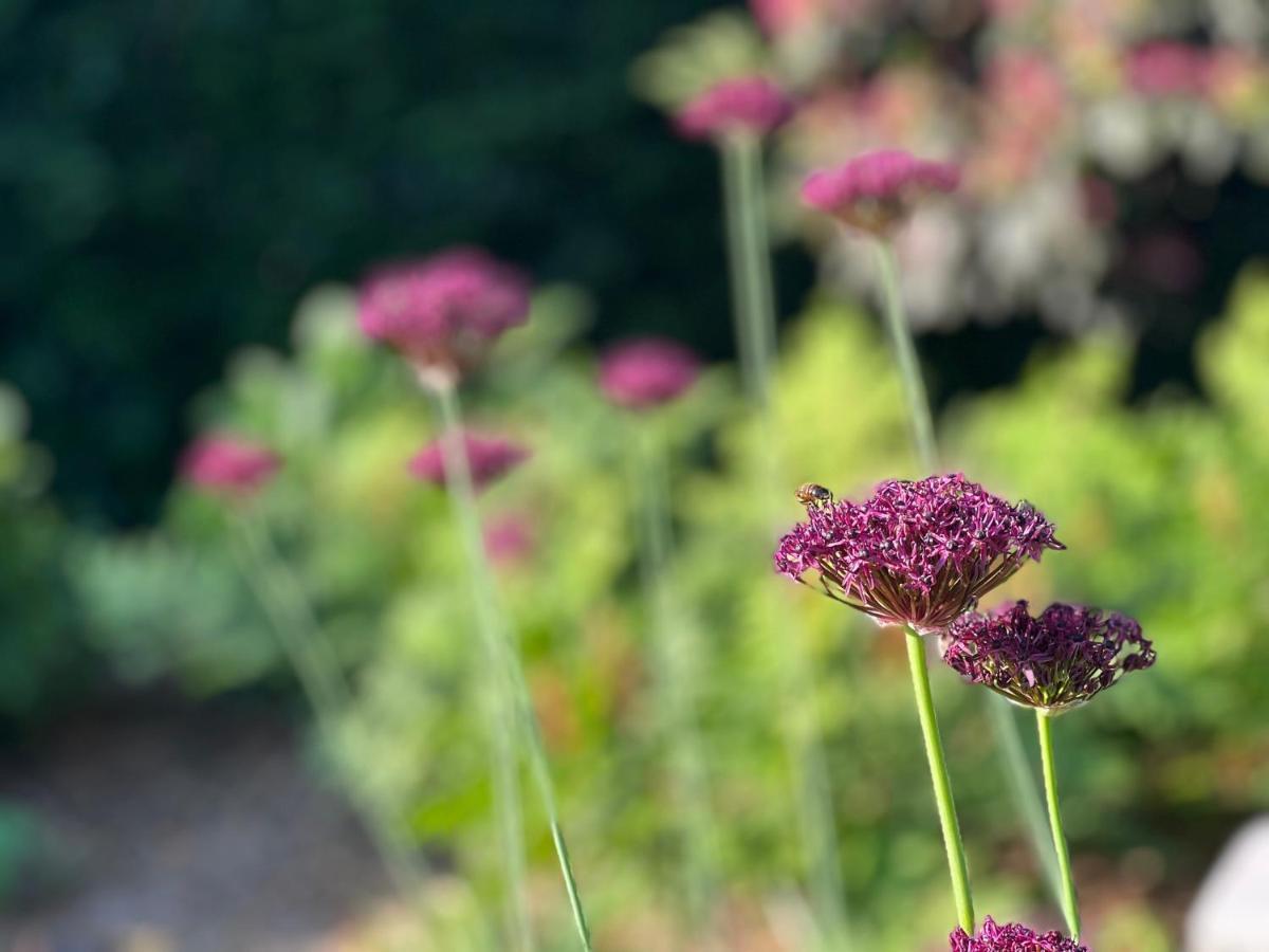 Ikigai B&B - Wellness Oud-Turnhout Bagian luar foto